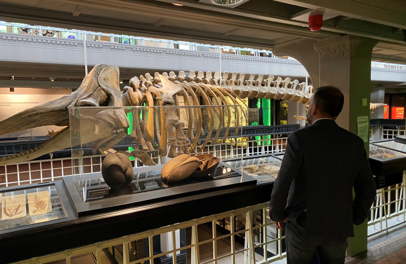 James Daly looks over a whale skeleton on show at the Manchester Museum