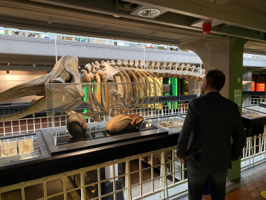 James Daly looks over a whale skeleton on show at the Manchester Museum